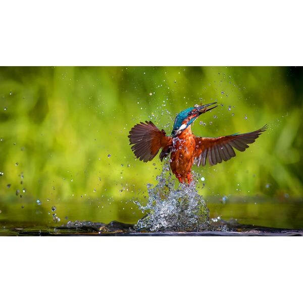 Bird 1 Thumbnail